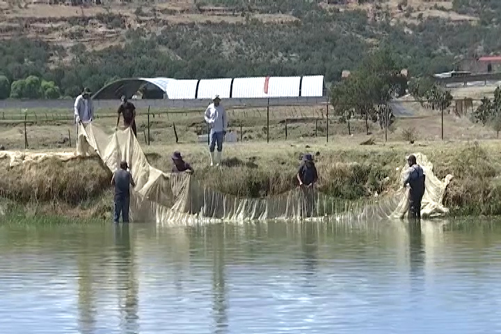 La Secretaria de Impulso Agropecuario entregó crías de carpa y tilapia a acuicultores de Tlaxco