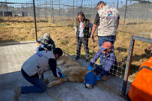 Llegan tres ejemplares de felinos al Zoológico del Altiplano