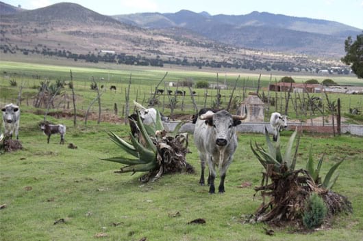 ITDT busca fortalecer la tauromaquia en el estado