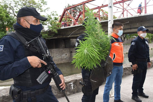 Asegura Policía de Tlaxcala Capital 20 plantas de cannabis sembradas en el Río Zahuapan