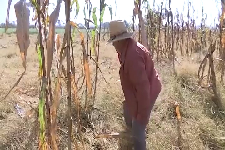 Tlaxcala se suma a la estrategia de producción para el autoconsumo que puso en marcha el gobierno federal