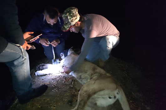 Con trabajo interinstitucional, rescatan a felino sano y salvo