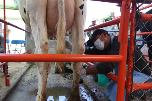 Con asistencia técnica y capacitación se produce leche de calidad: SIA