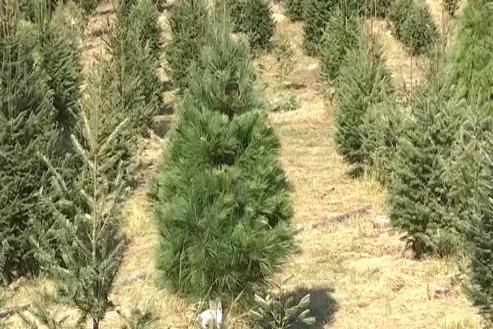 Navitlax, lugar donde cada año familias pueden encontrar un torneado y aromático árbol navideño