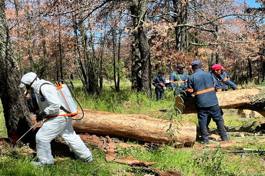 Tlaxcala atiende contingencia del insecto descortezador