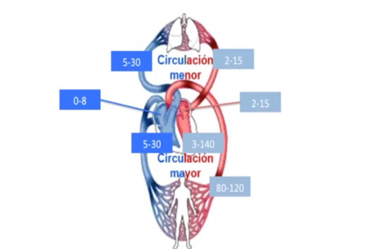 Cada 14 de febrero se conmemora el Día Mundial de las Cardiopatías Congénitas