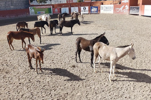 Realiza SIA acciones de conservación del Equus Asinus