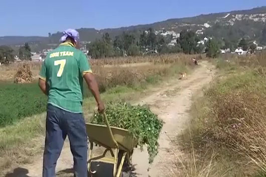 Incentiva Secretaría de Impulso Agropecuario uso de fertilizantes orgánicos