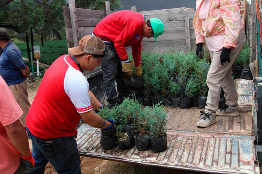 Entrega SIA más de 70 mil árboles para reforestación en zonas agrícolas