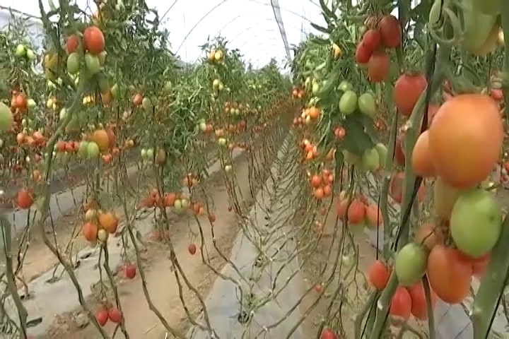 Participa ITAT en la “Agenda para el Campo” del Tecnológico Nacional