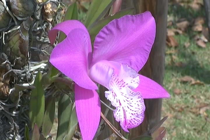 Participarán floricultores de Apetatitlán en el Festival Internacional de la Orquídea en Coatepec, Veracruz