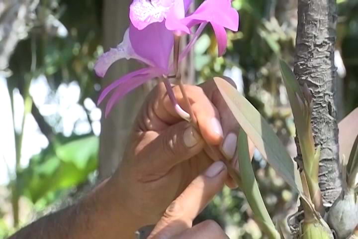 Presentan la décima edición de la “ Expoventa de Orquídeas 2023”