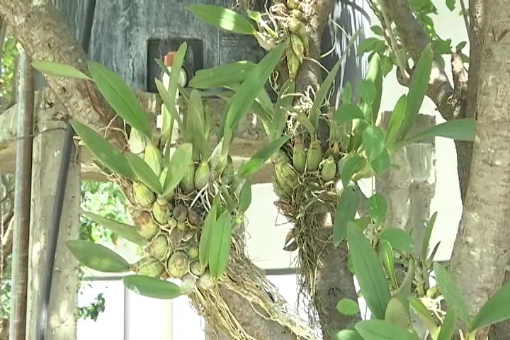 ¿Conoce la orquídea conocida como Flor de mayo?