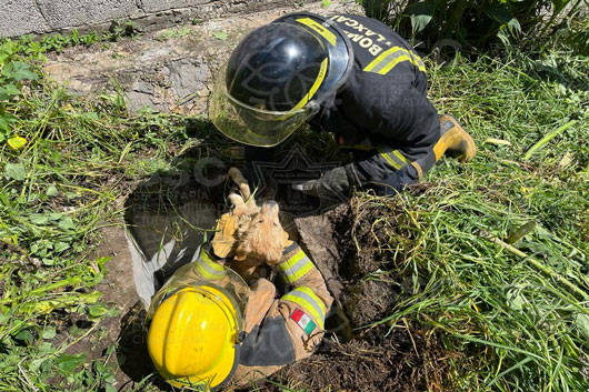 Nuevo rescate; bomberos salvan con éxito a un perrito