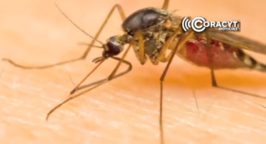 Especialistas exhortan a protegerse del mosquito que provoca la malaria