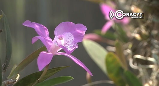 Invitan floricultores al “Festival de la Orquídea 2024”