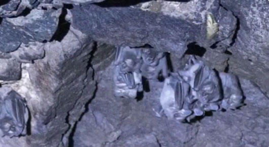 Resguarda “Túnel de los murciélagos” de Tlaxco, especie endémica única