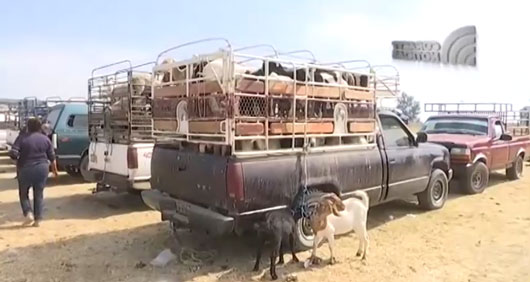 Ofrecen tianguis ganadero de Villa Alta diversidad de especies y productos