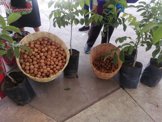 La falta de lluvia afectó la producción de nuez de castilla en Teolocholco