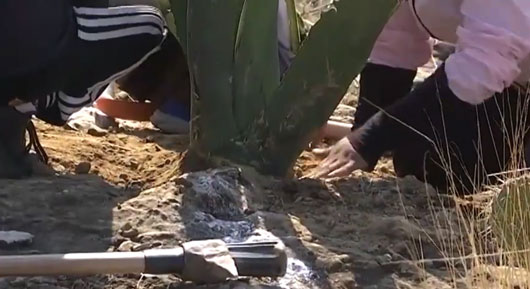 Trabajan ambientalistas para restaurar el Cerro “Cuauhtzin” de Totolac