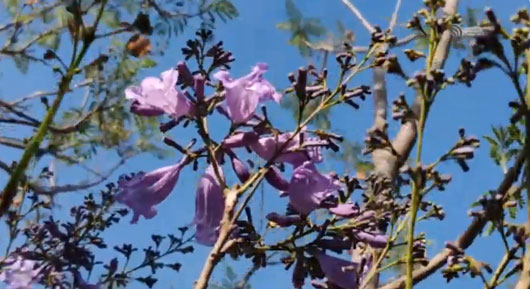 Capitalinos y visitantes esperan la temporada de jacarandas