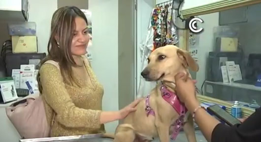 ¿Cómo prevenir la aparición de pulgas en animales de compañía?