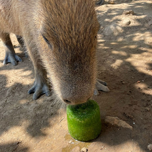 Exhorta Gobierno del Estado a cuidar a los animales ante ola de calor