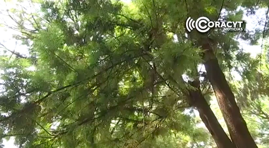 Disertan sobre la conservación de los árboles emblemáticos de Tlaxcala
