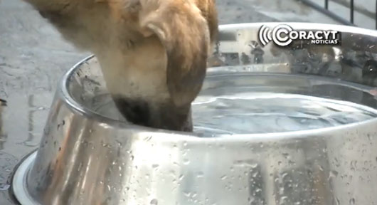 Evita golpes de calor en animales de compañía