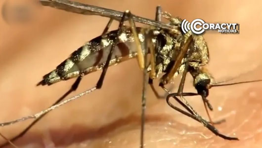 Con temporada de lluvias aumenta propagación de mosquitos