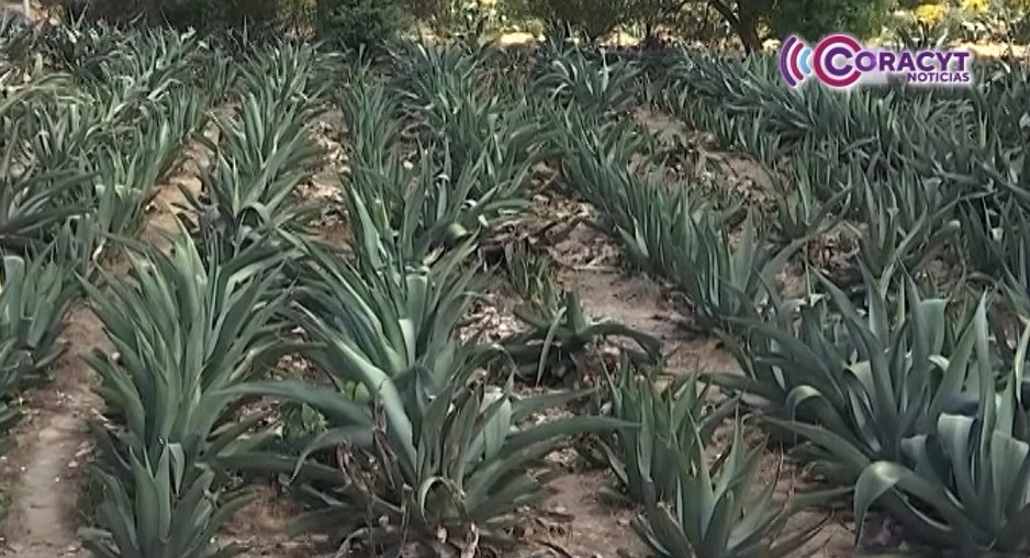 Asiste a la Feria Regional del Maguey en Chiautempan