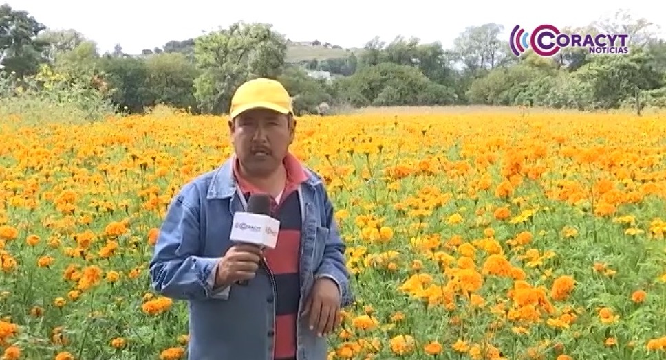 Se alistan productores de flor de cempasúchil para temporada de “Día de Muertos”