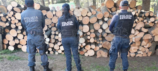 Asegura SSC material forestal en el parque nacional La Malinche