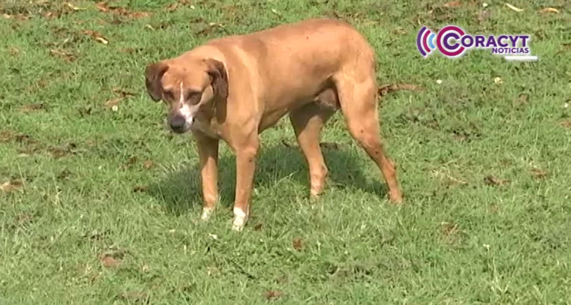 Impulsa CEAM plan integral para atender agresiones de perros en situación de calle