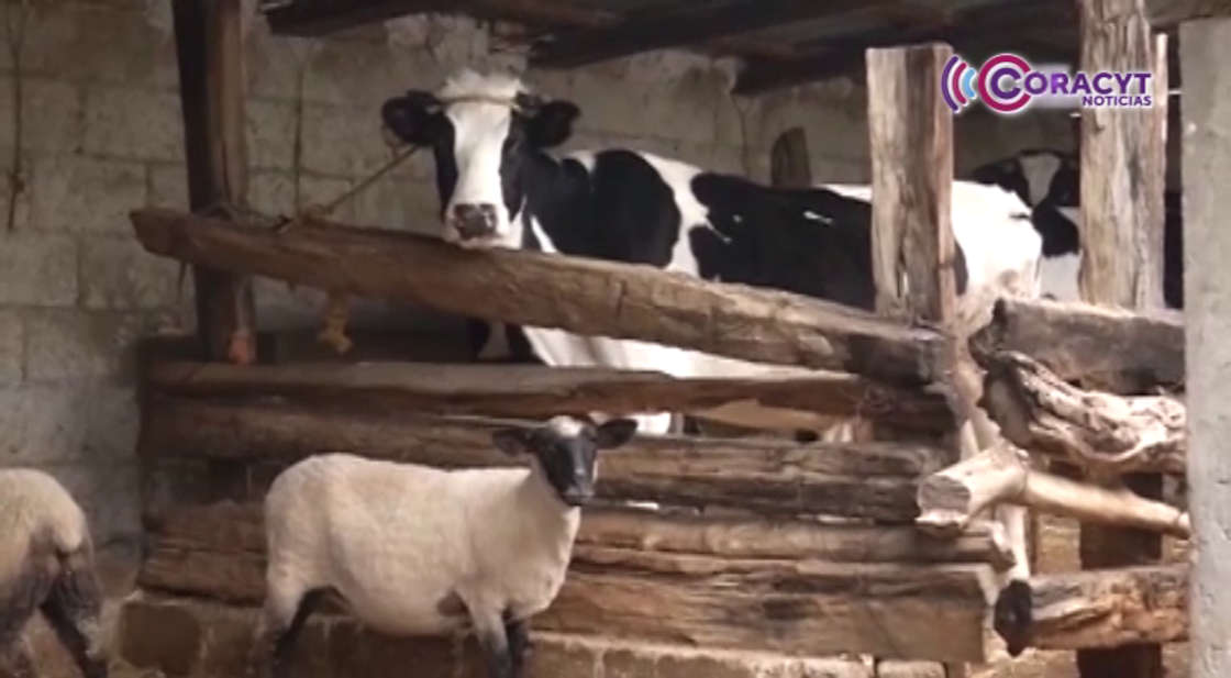 Fortalece Tlaxcala acciones de prevención contra el gusano barrenador 