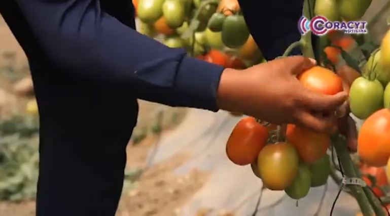 Invertirá gobierno estatal 460 MDP para apoyos al campo en 2026