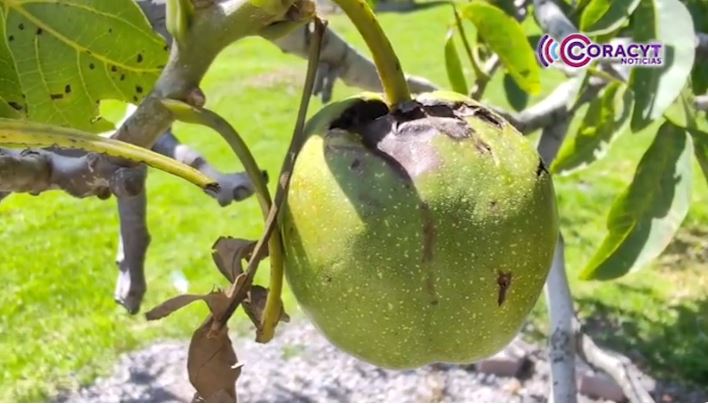 Productores de nuez en Teolocholco esperan buena cosecha 22 Julio 2025