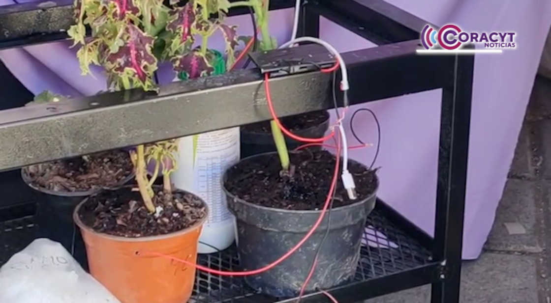 Estudiantes del Cebes 01 Apizaquito desarrollan energía limpia con fotosíntesis