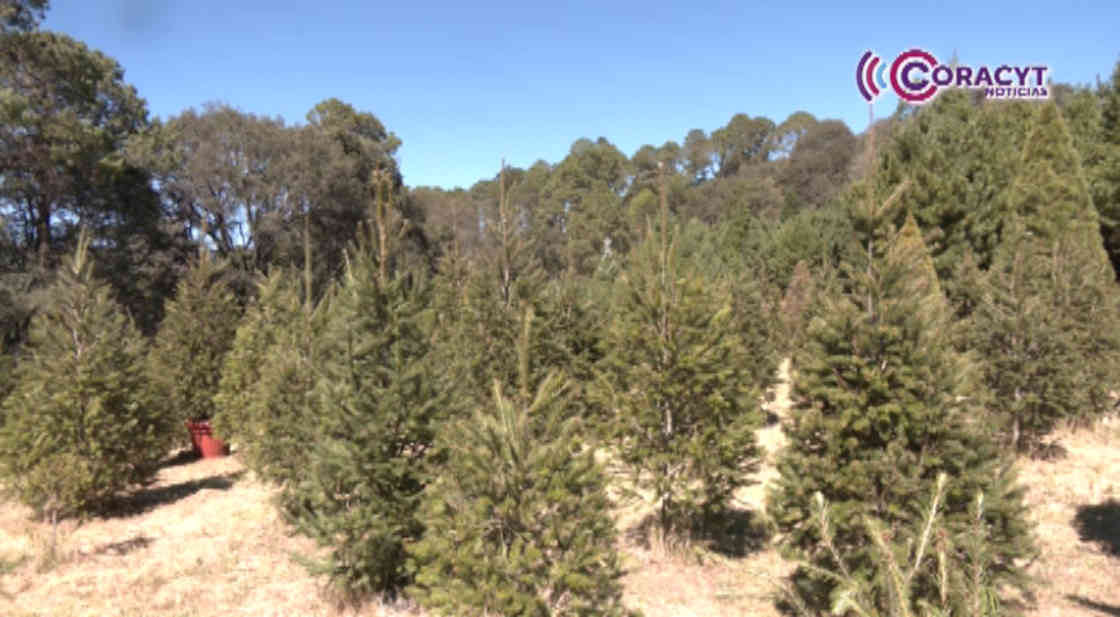 Familias llegan a Tlaxco por su árbol navideño