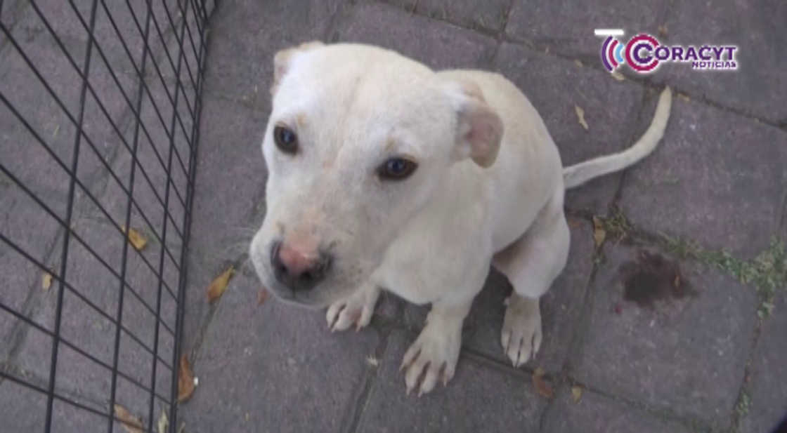 Animales de compañía encontraron un hogar durante jornada “Adógtame” en el Recinto Ferial