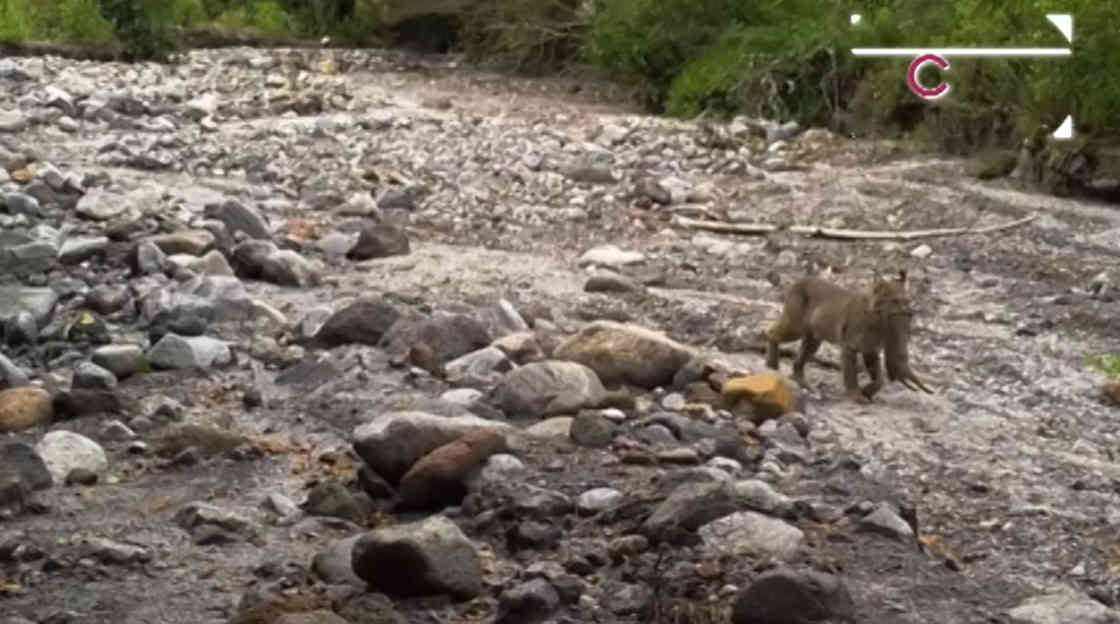 Alertan sobre posible extinción del gato montés en “La Malinche”