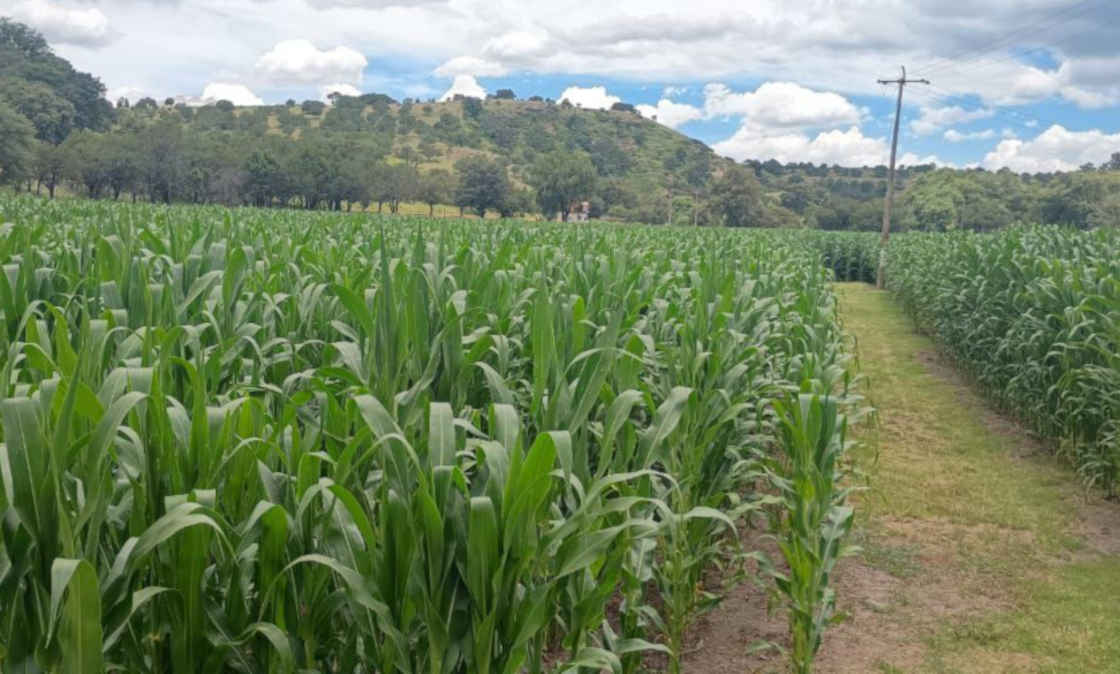 Tlaxcala cumple con el campo: comercialización de maíz blanco tendrá subsidios estatales en 2026