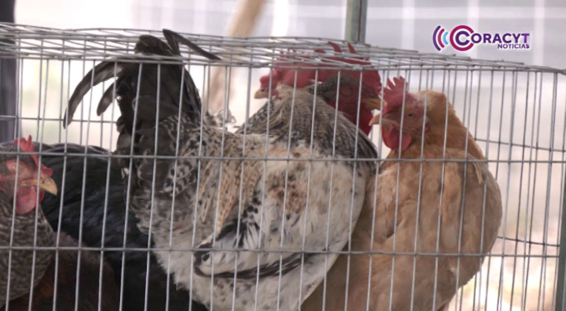 Contribuyen estudiantes de Contla a fortalecer la autosuficiencia alimentaria en su escuela