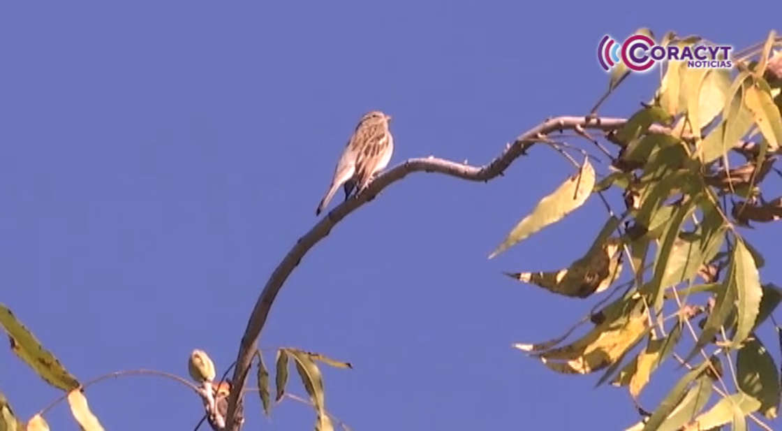 Alberga “La Malinche” más de 100 especies de aves