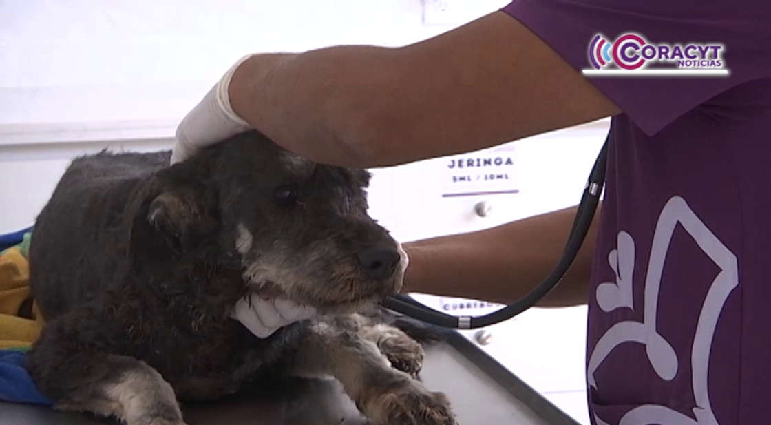 Brindará CBA servicios veterinarios también los fines de Semana