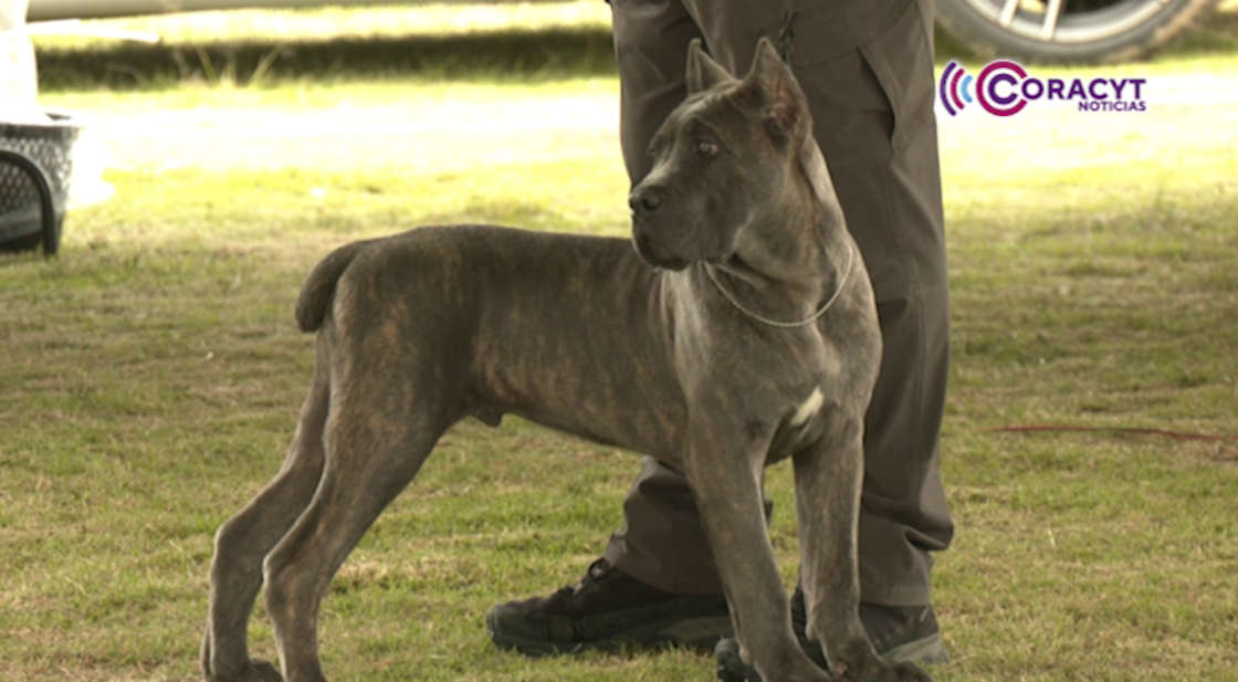 Compiten más de 250 ejemplares en Campeonato Canófilo de Tlaxcala