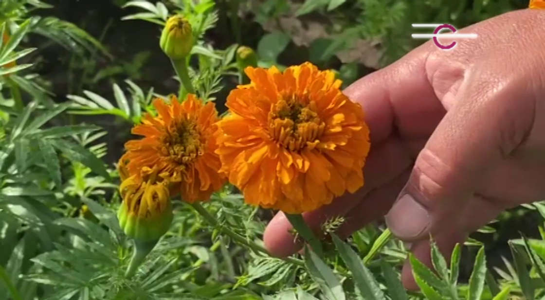 Pese a afectaciones por lluvias, productores de Tepeyanco auguran buenas cosechas