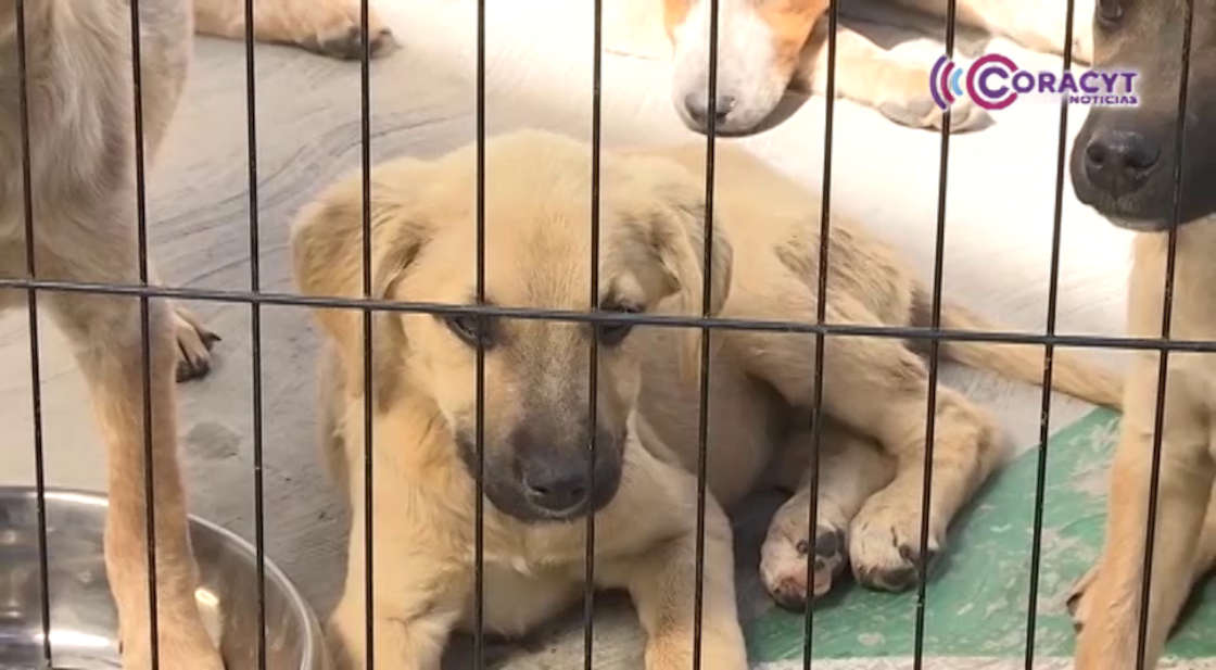 Organizó UATx foro para atender problemática de perros sin tutor 