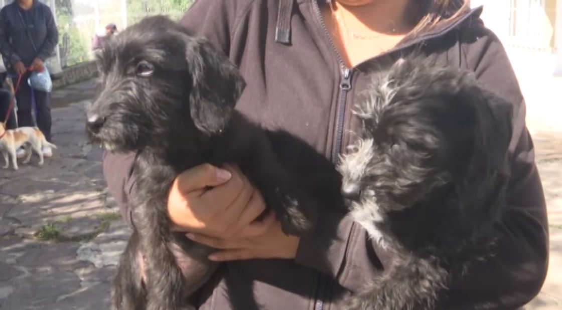 Promueven tenencia responsable con Jornada de Esterilización Gratuita en Tizatlán