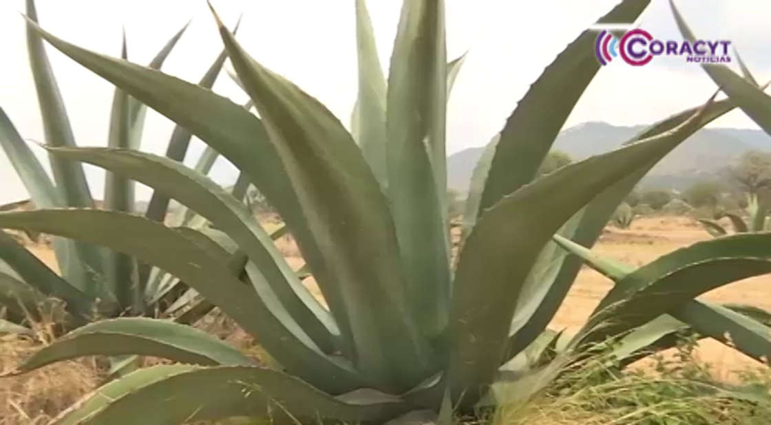 Sobrevive “Metepantle” en 10 municipios